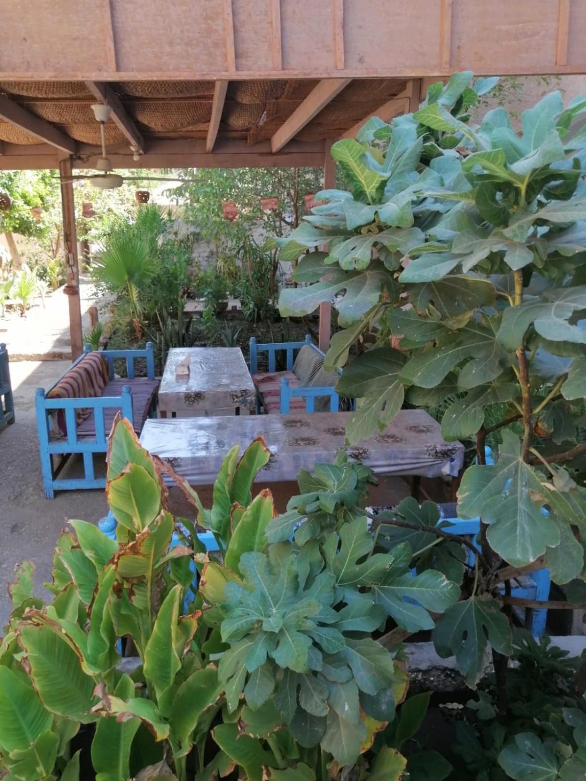 Rose Guest House Louxor Extérieur photo