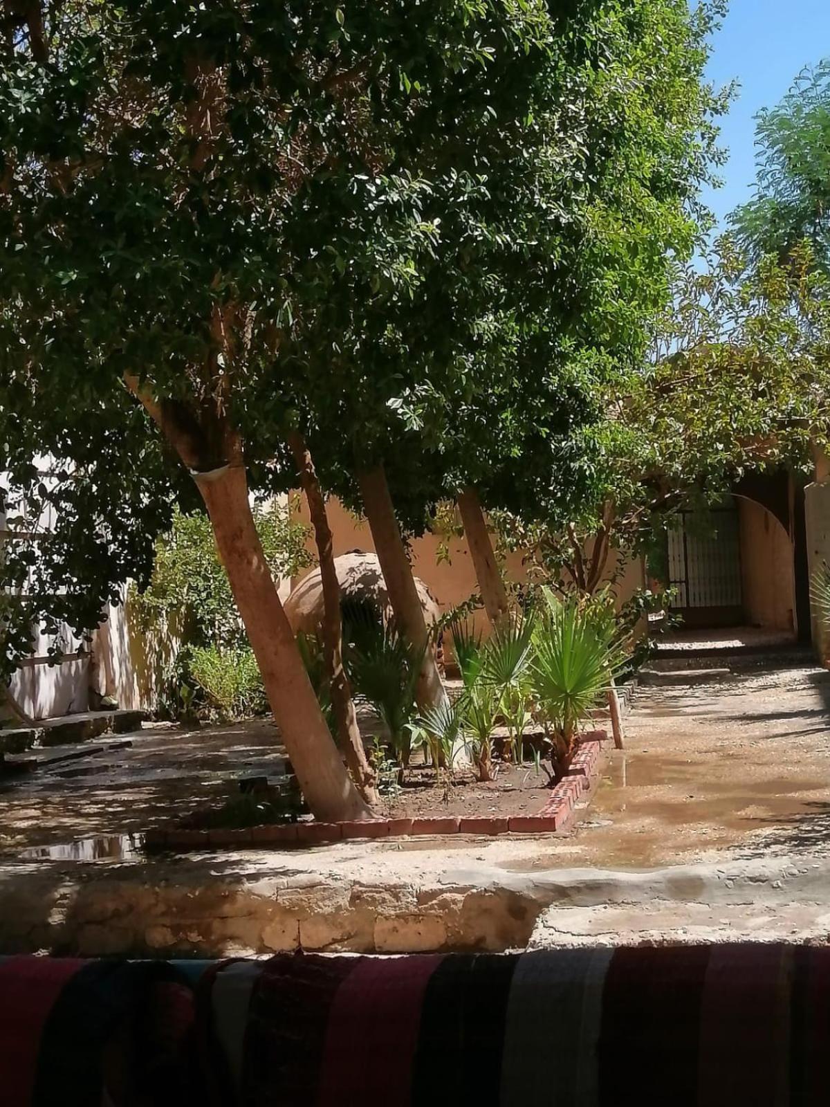Rose Guest House Louxor Extérieur photo